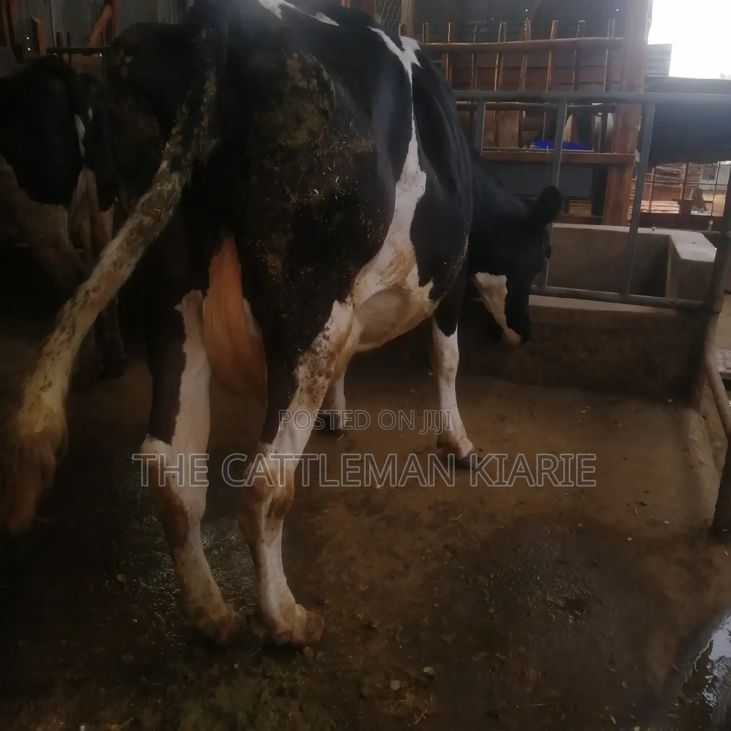 Incalf Pedigree Heifers