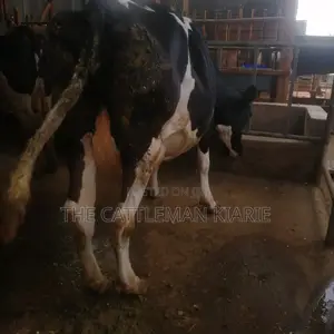 Incalf Pedigree Heifers