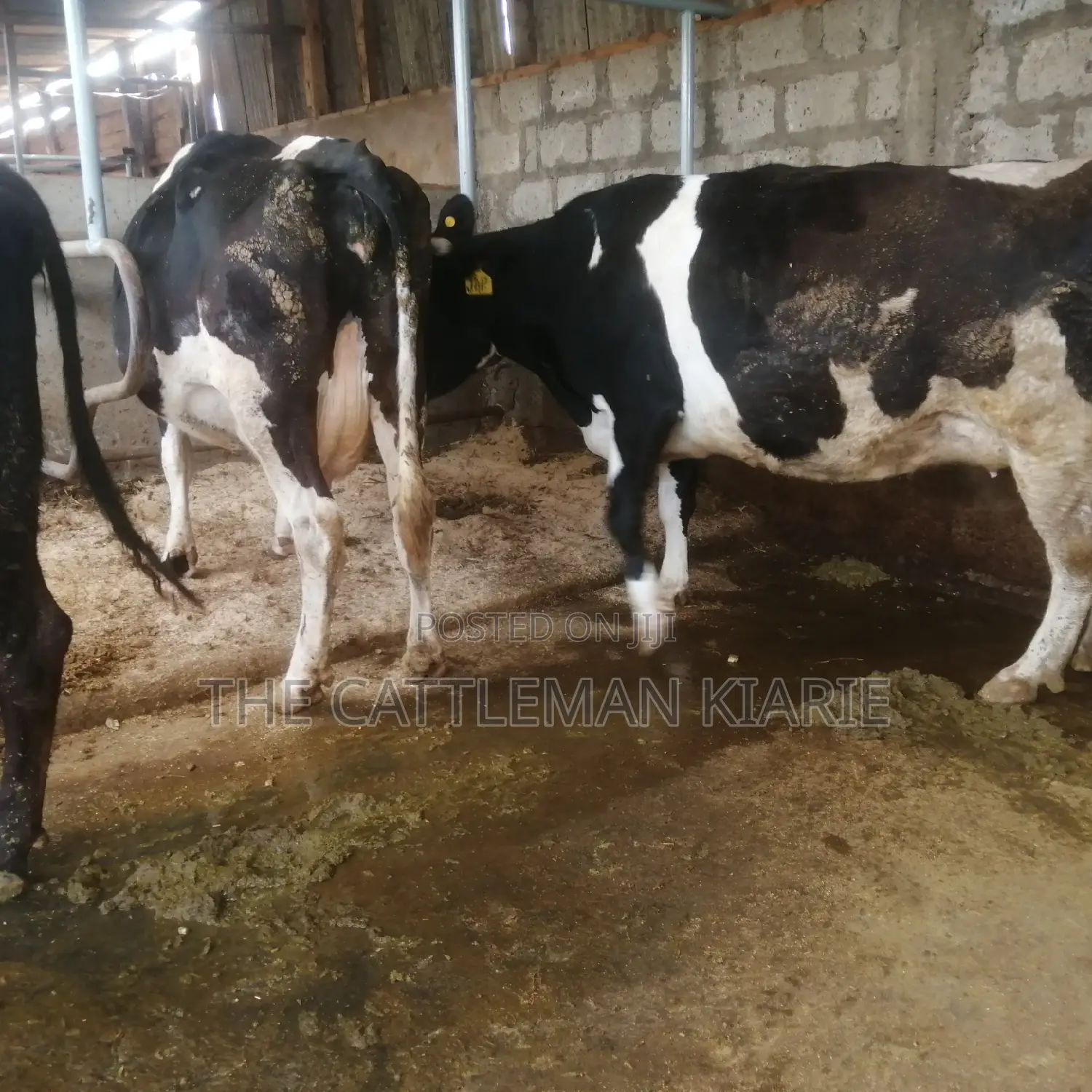 Incalf Pedigree Heifers