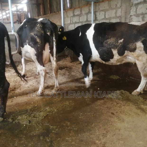 Incalf Pedigree Heifers - thumbnail 3