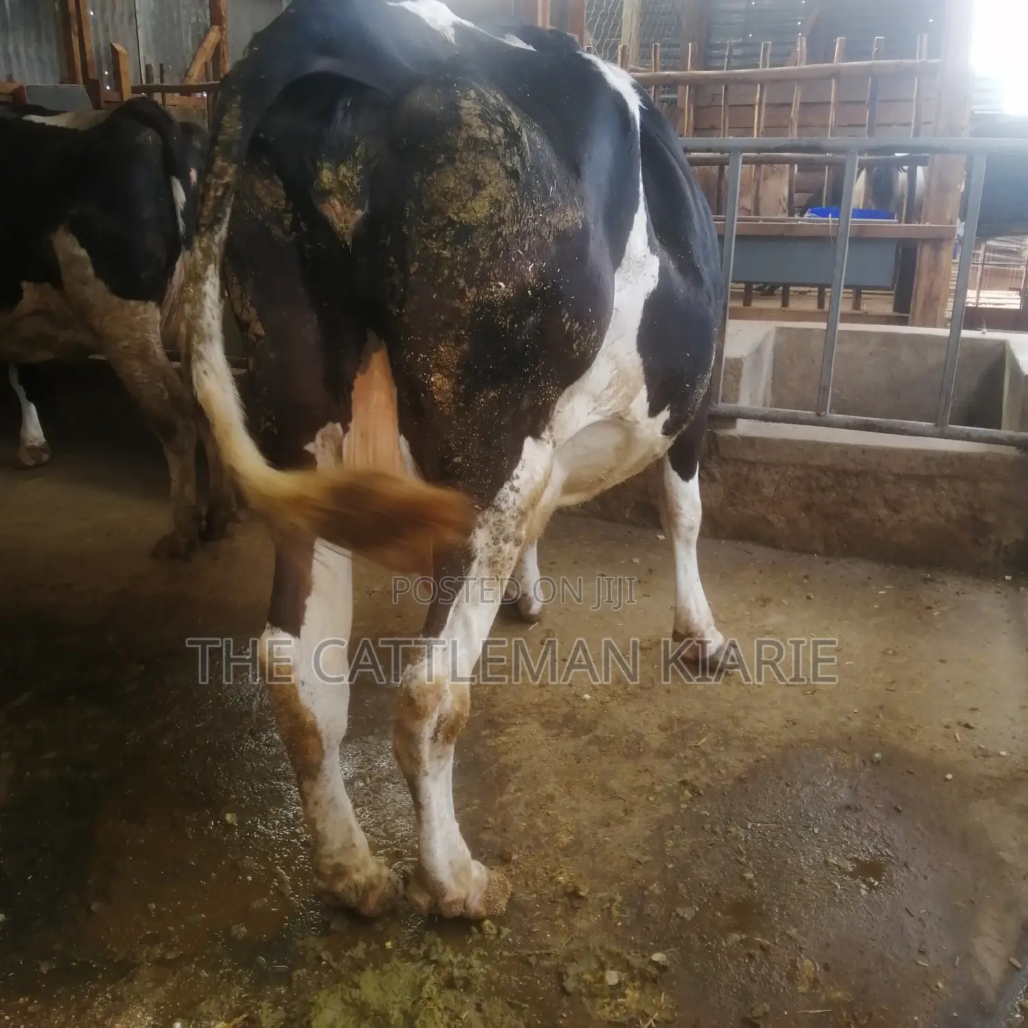Incalf Pedigree Heifers
