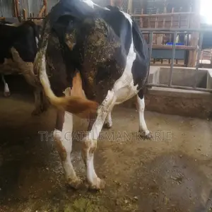 Incalf Pedigree Heifers