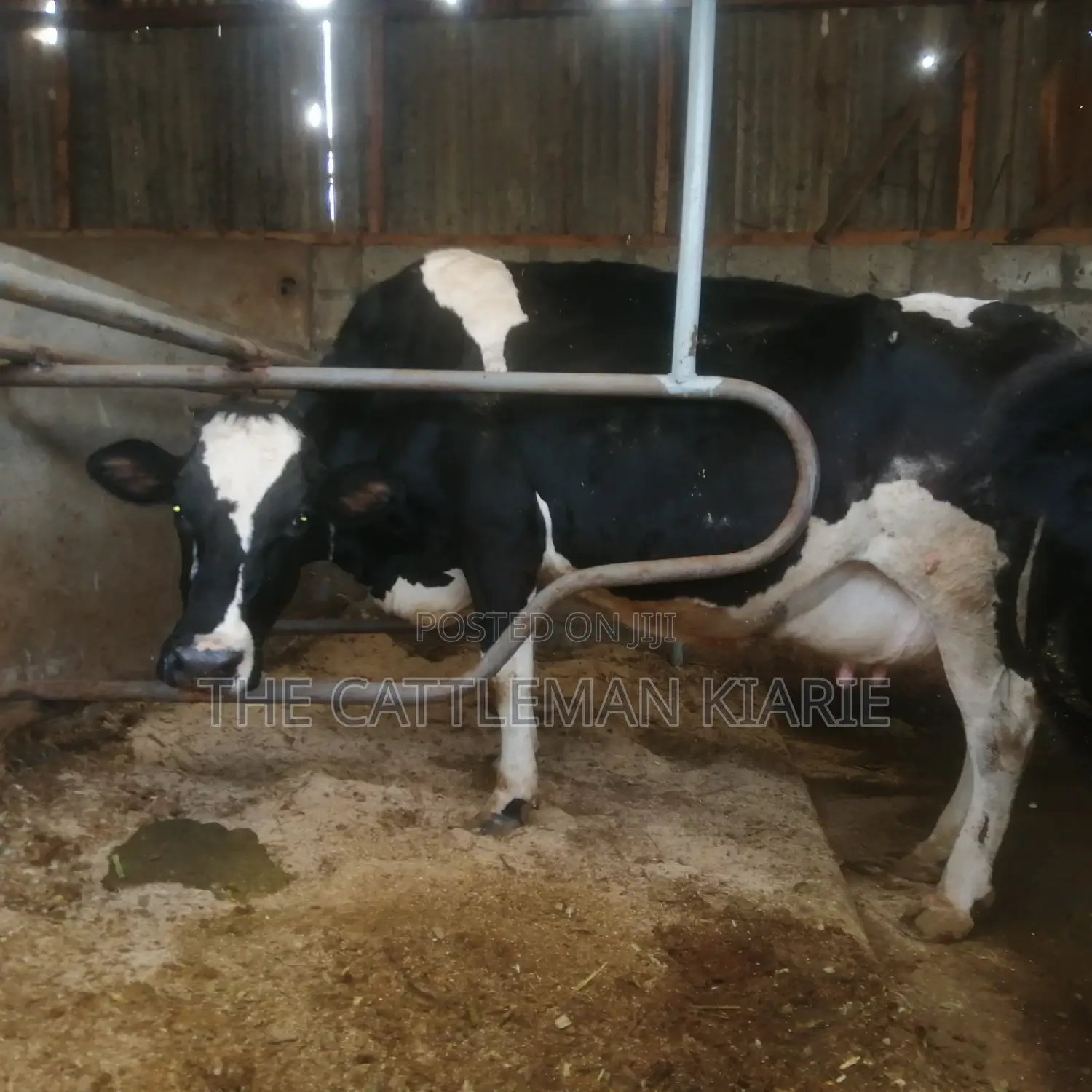 Incalf Pedigree Heifers