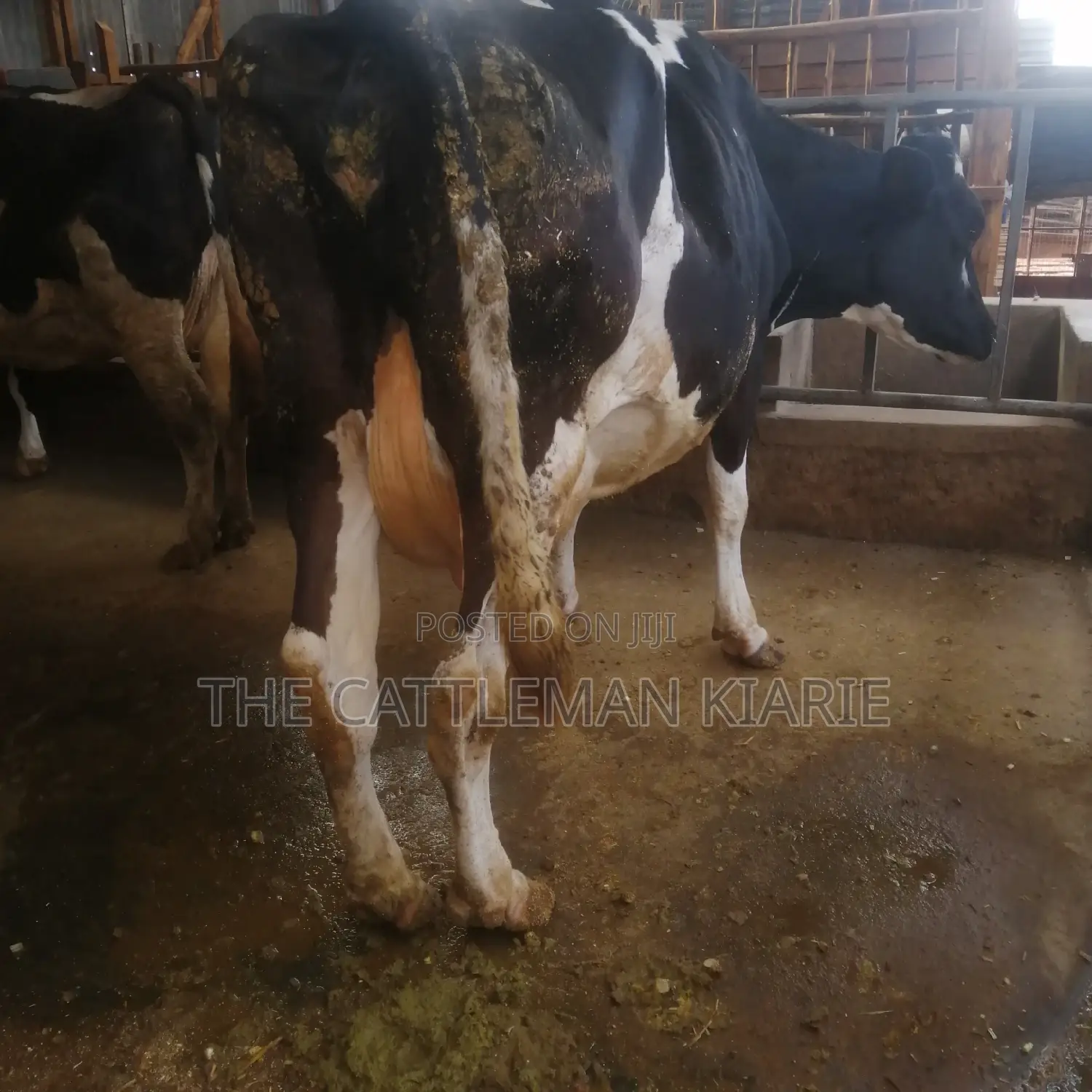 Incalf Pedigree Heifers
