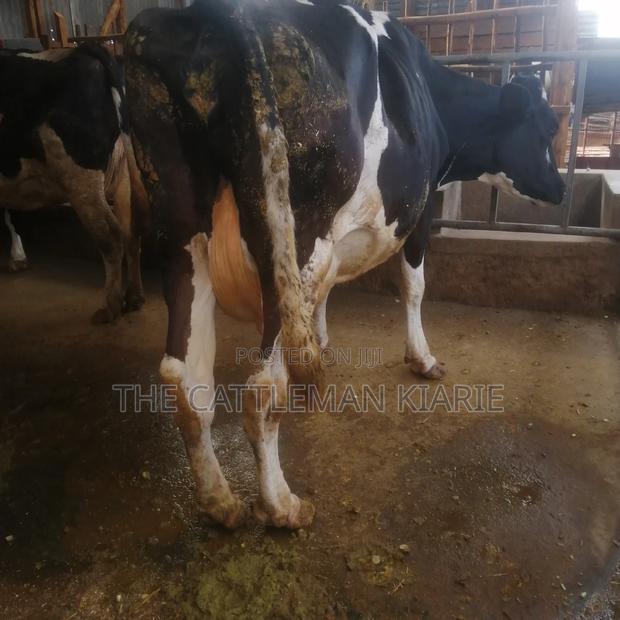 Incalf Pedigree Heifers - thumbnail 7