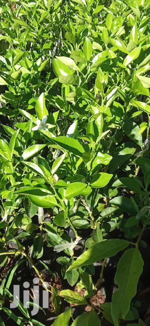 Pixie Orange Seedlings - thumbnail 2