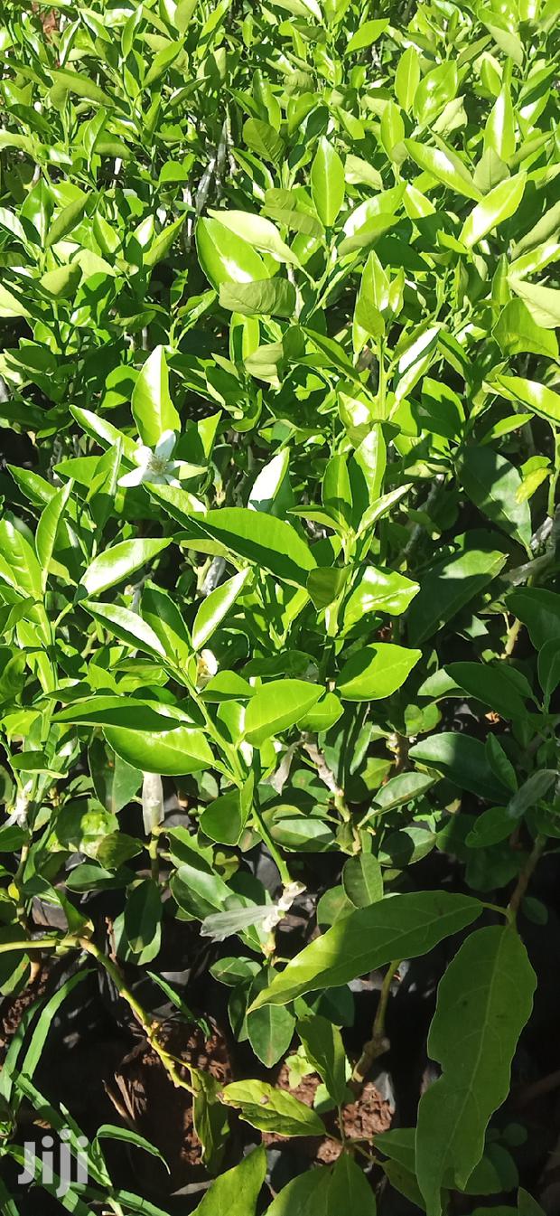 Pixie Orange Seedlings - main view