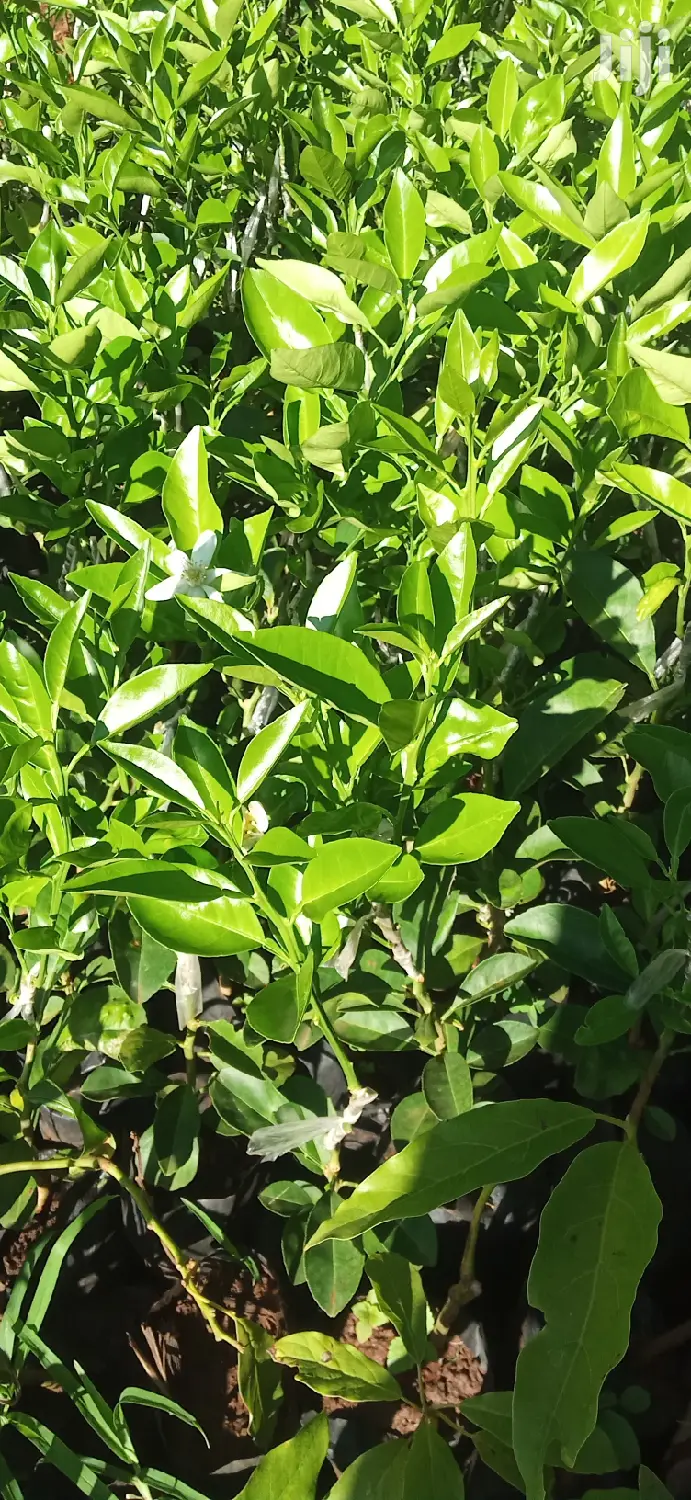 Pixie Orange Seedlings
