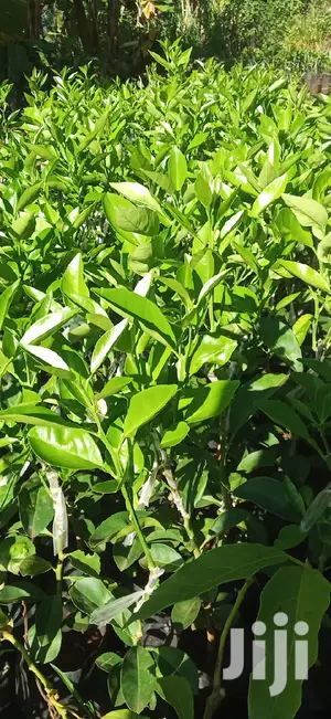 Pixie Orange Seedlings