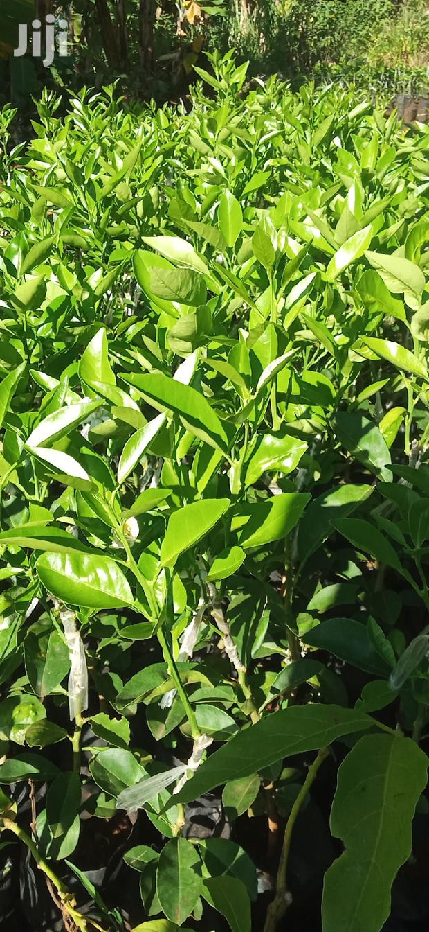 Pixie Orange Seedlings - thumbnail 3