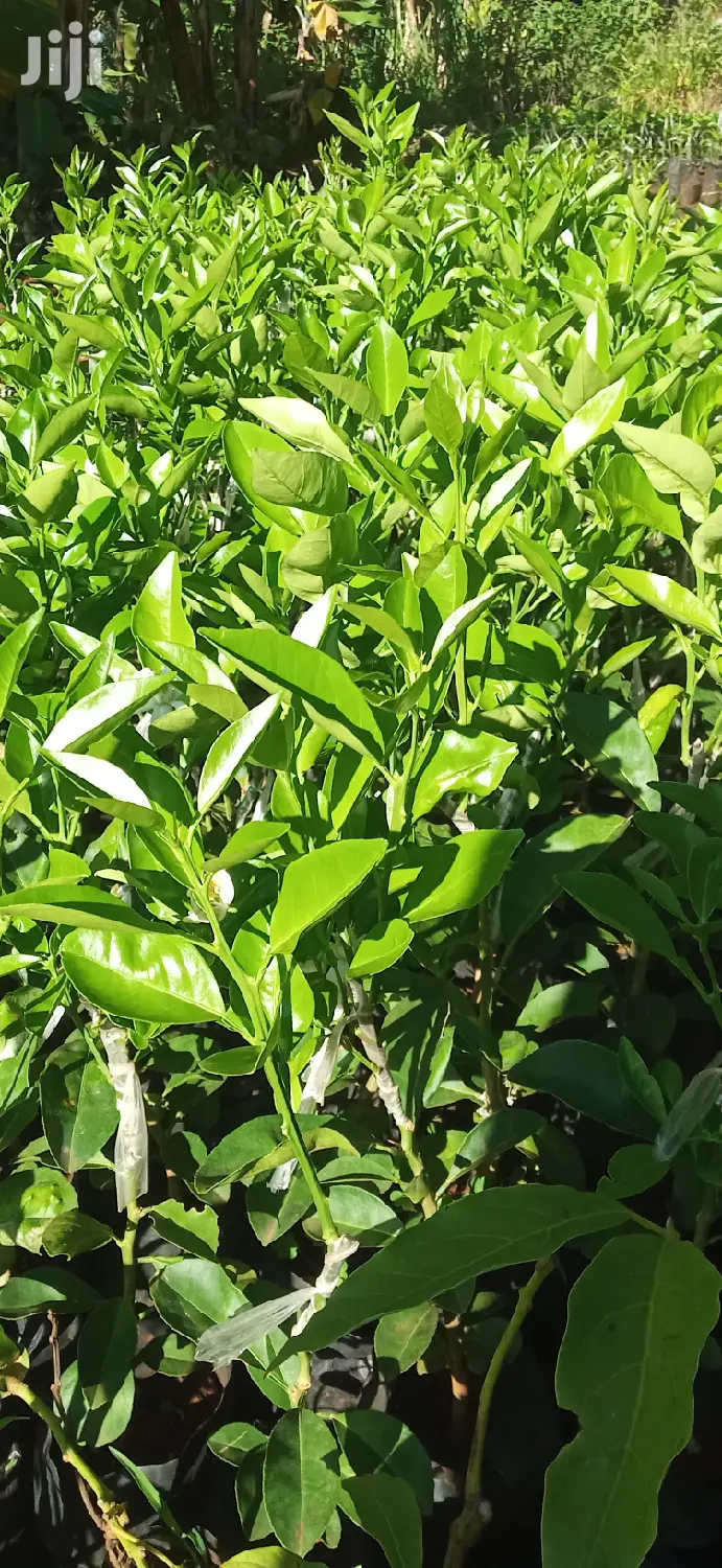 Pixie Orange Seedlings