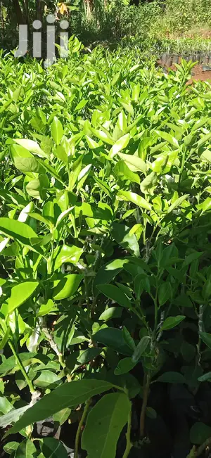 Pixie Orange Seedlings