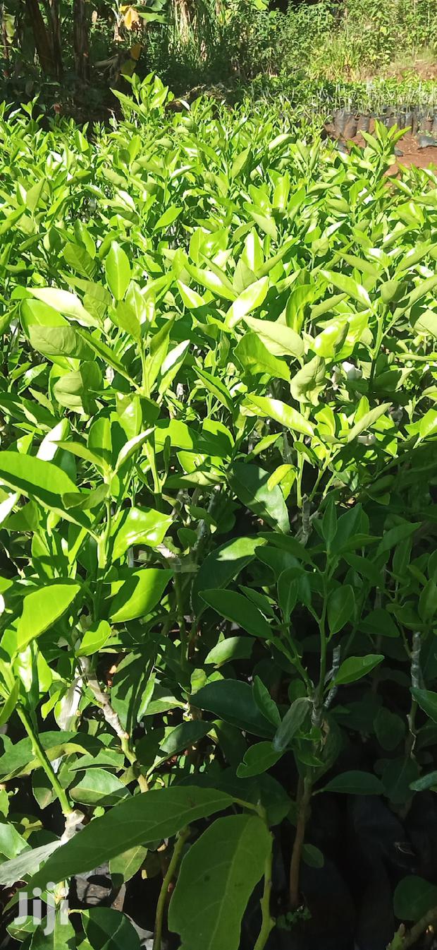 Pixie Orange Seedlings - thumbnail 4