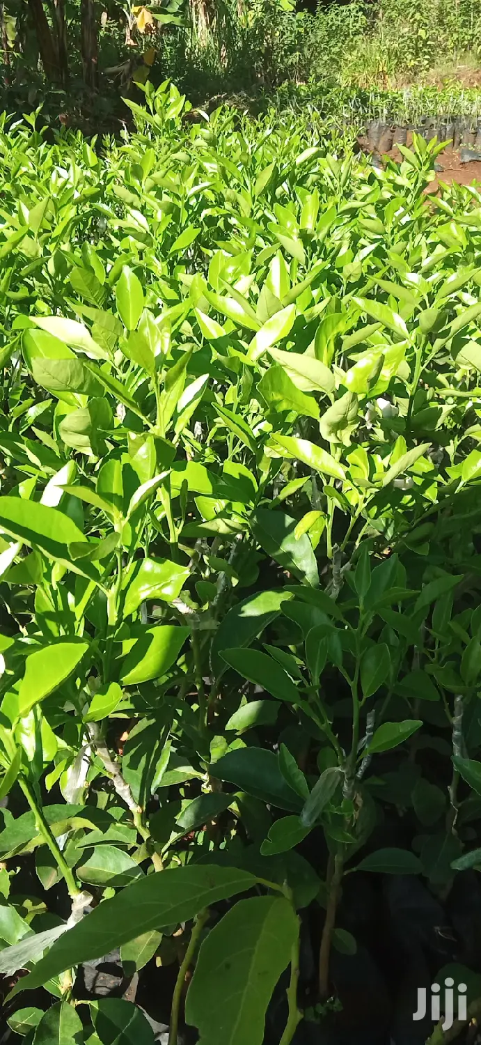 Pixie Orange Seedlings