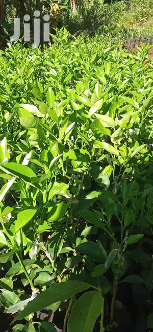 Pixie Orange Seedlings