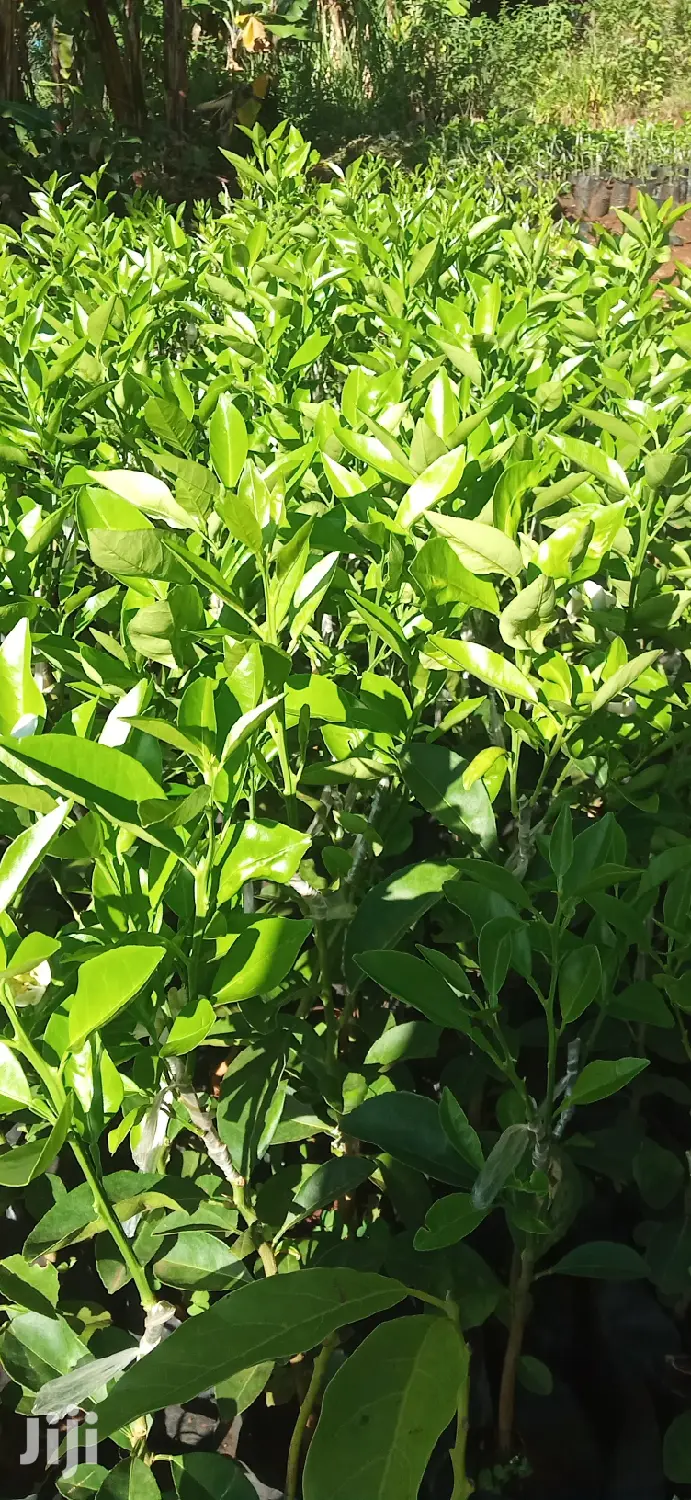 Pixie Orange Seedlings