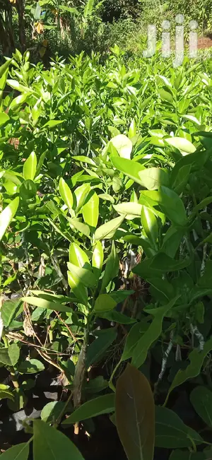 Pixie Orange Seedlings