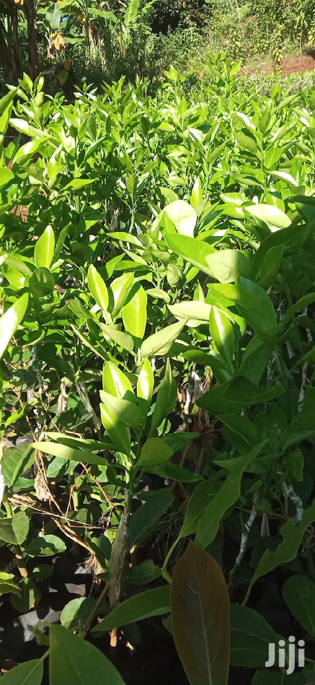 Pixie Orange Seedlings - thumbnail 6