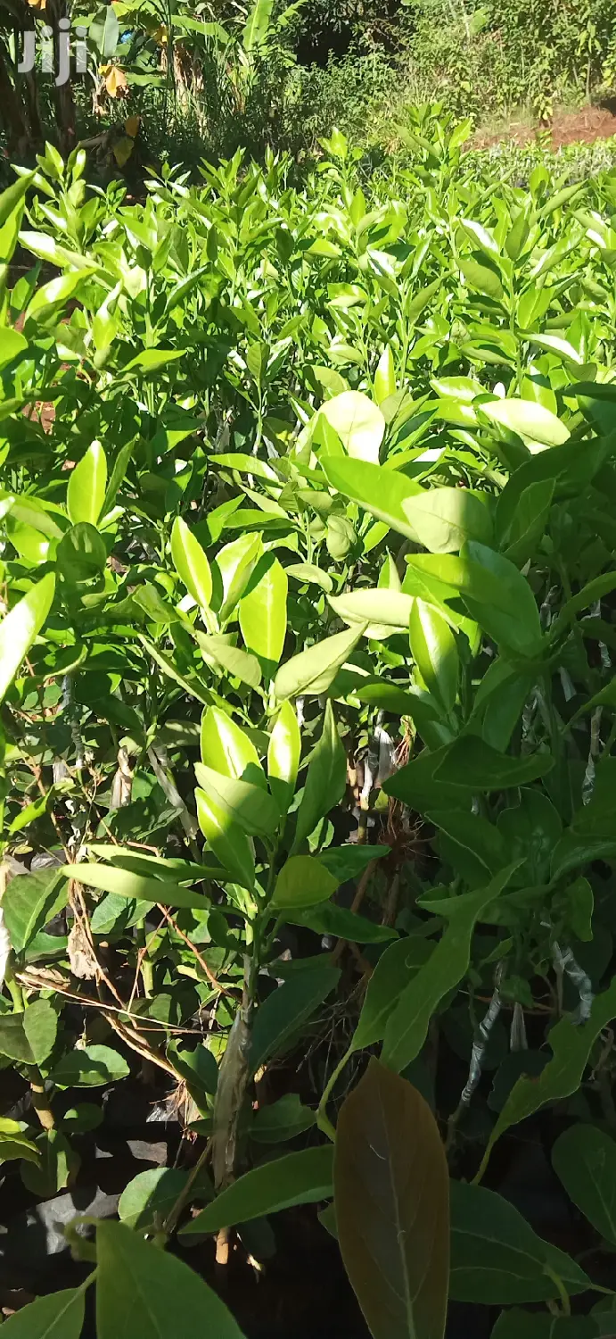 Pixie Orange Seedlings