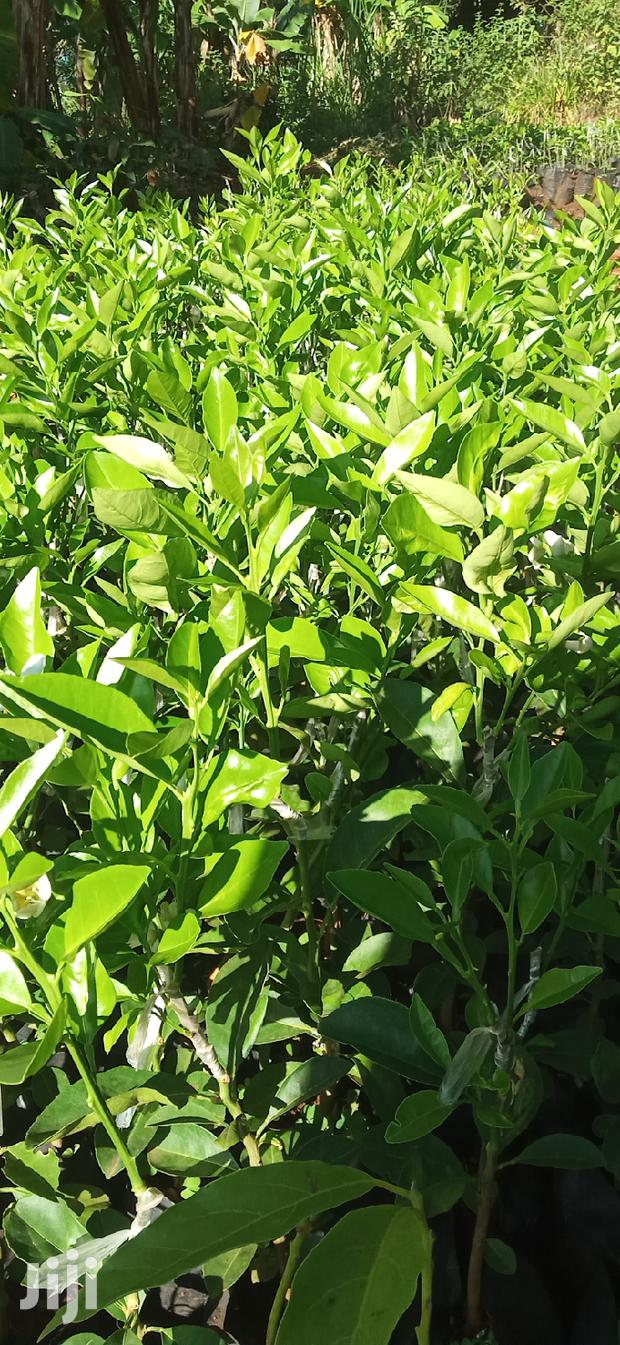 Pixie Orange Seedlings - thumbnail 7