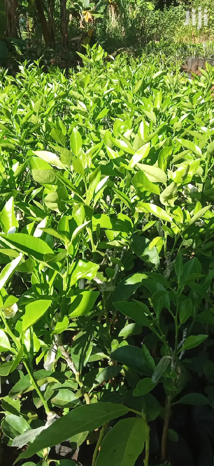 Pixie Orange Seedlings