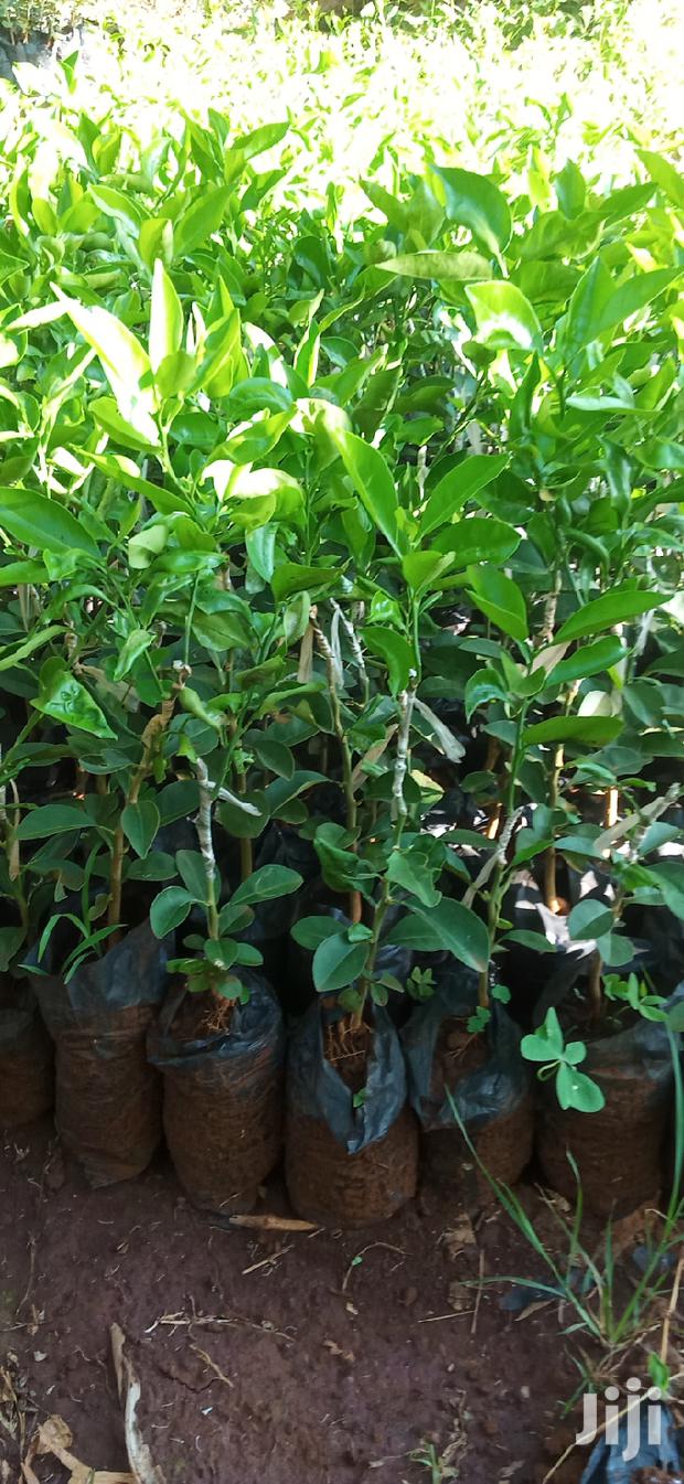 Pixie Orange Seedlings - thumbnail 8