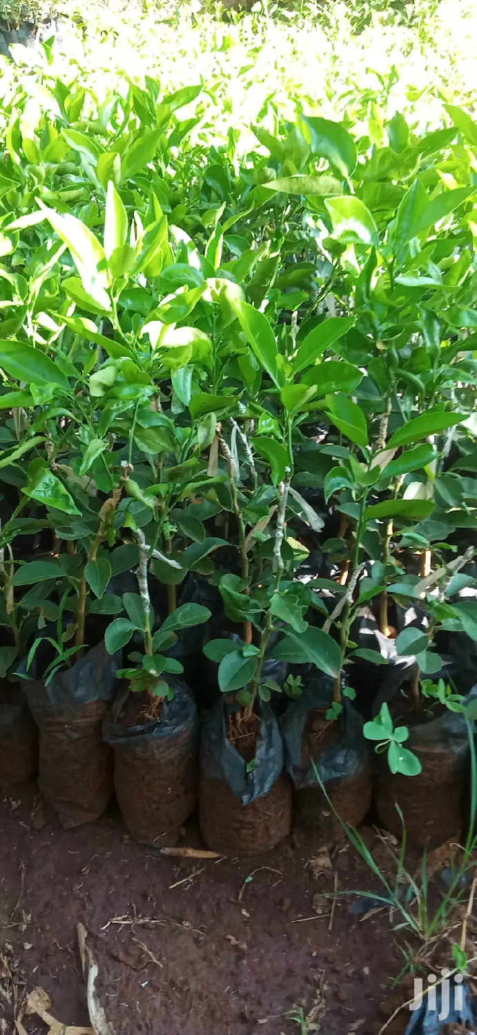 Pixie Orange Seedlings