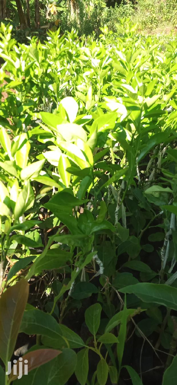 Pixie Orange Seedlings - thumbnail 9