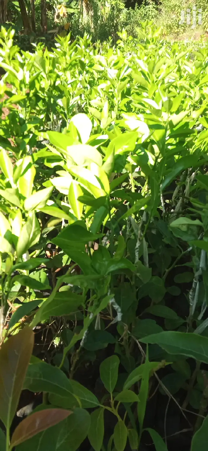 Pixie Orange Seedlings