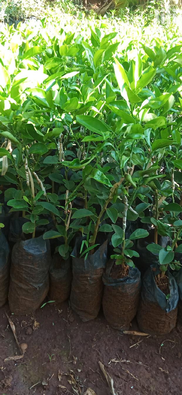 Pixie Orange Seedlings - thumbnail 10