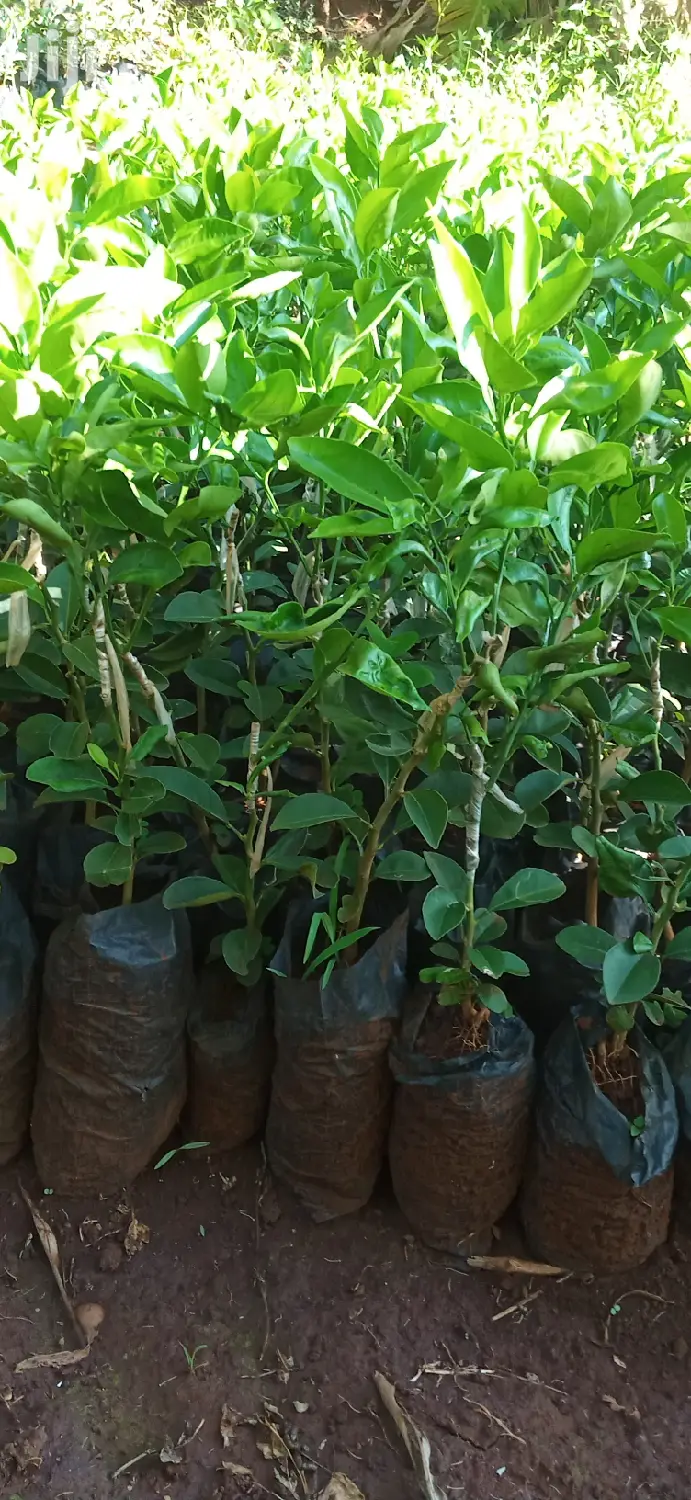 Pixie Orange Seedlings