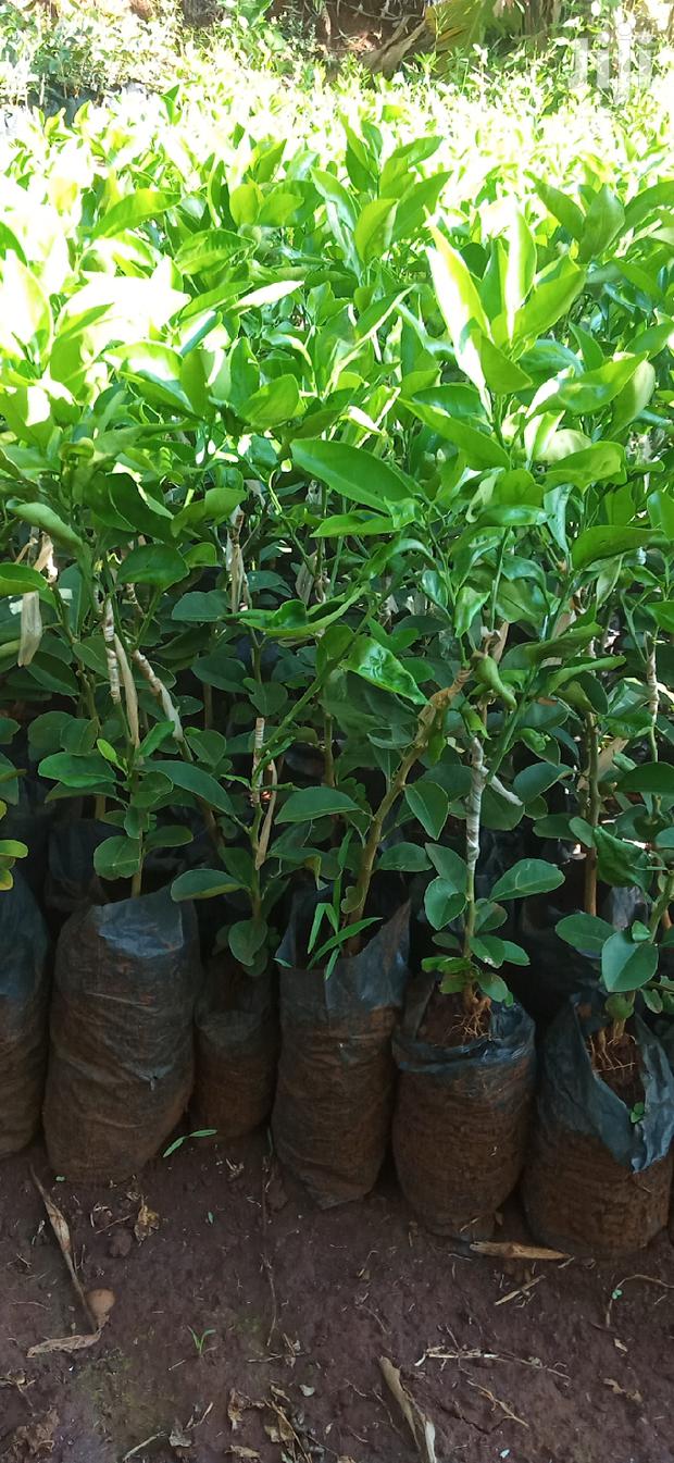 Pixie Orange Seedlings - thumbnail 11