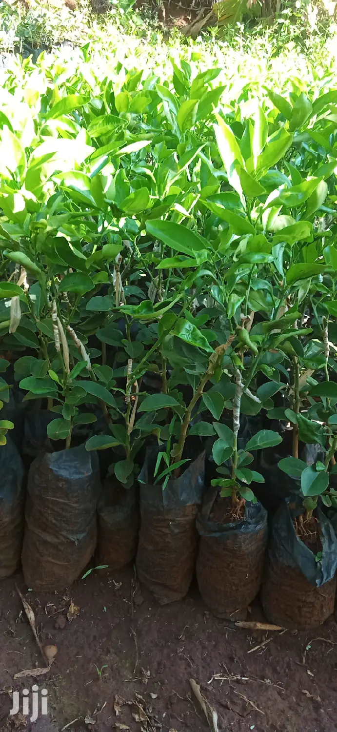 Pixie Orange Seedlings