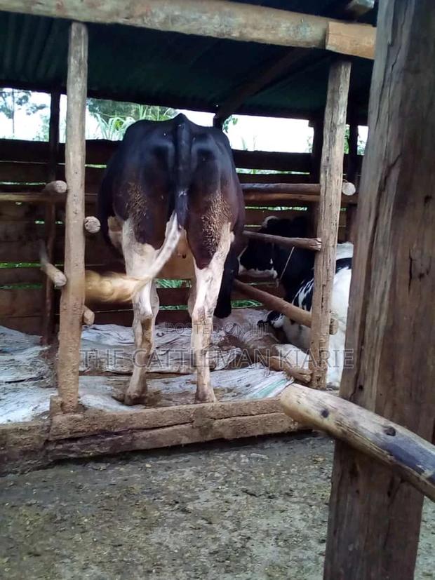 7 Months Incalf Heifer - main view