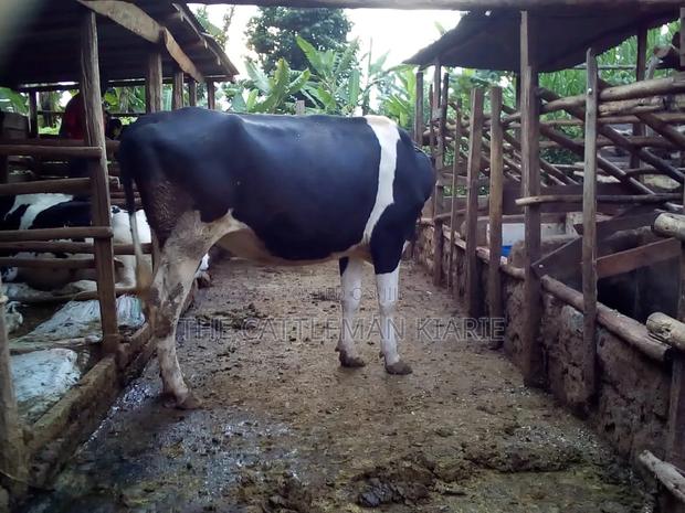 7 Months Incalf Heifer - thumbnail 4