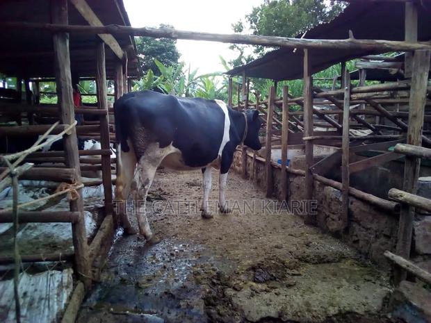 7 Months Incalf Heifer - thumbnail 3