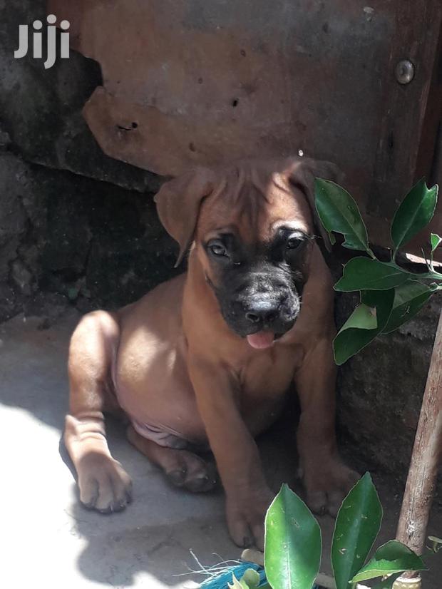 1-3 Month Female Purebred Boerboel