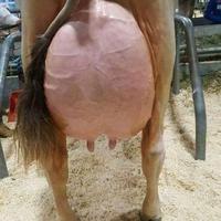 Soloo Dairy Farm logo