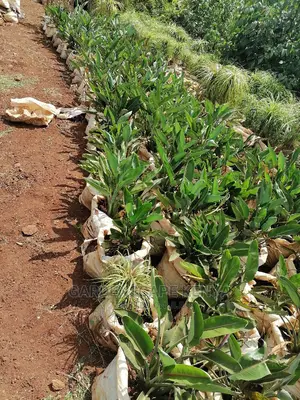Bird of Paradise Plants