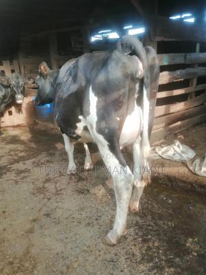 8.5 Months Incalf Heifer - thumbnail 2