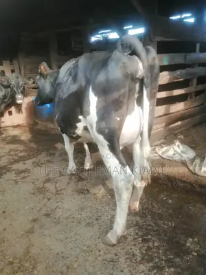 8.5 Months Incalf Heifer