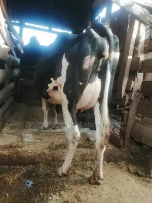 8.5 Months Incalf Heifer