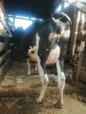 8.5 Months Incalf Heifer