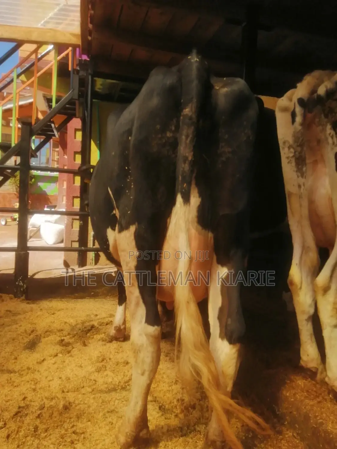 Lactating Pedigrees Cow