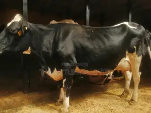 Lactating Pedigrees Cow