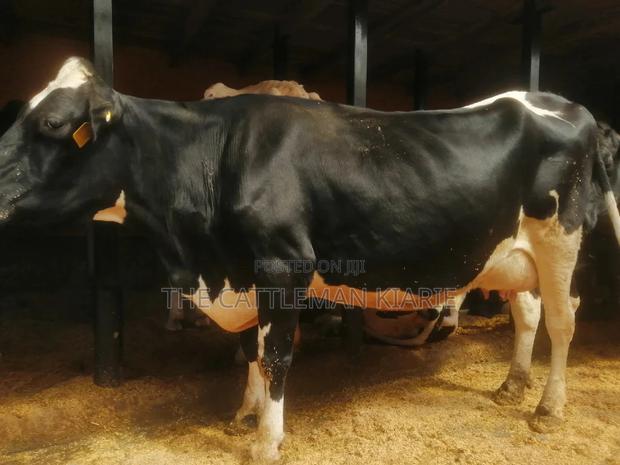 Lactating Pedigrees Cow - main view