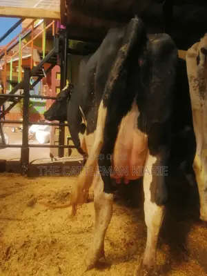 Lactating Pedigrees Cow