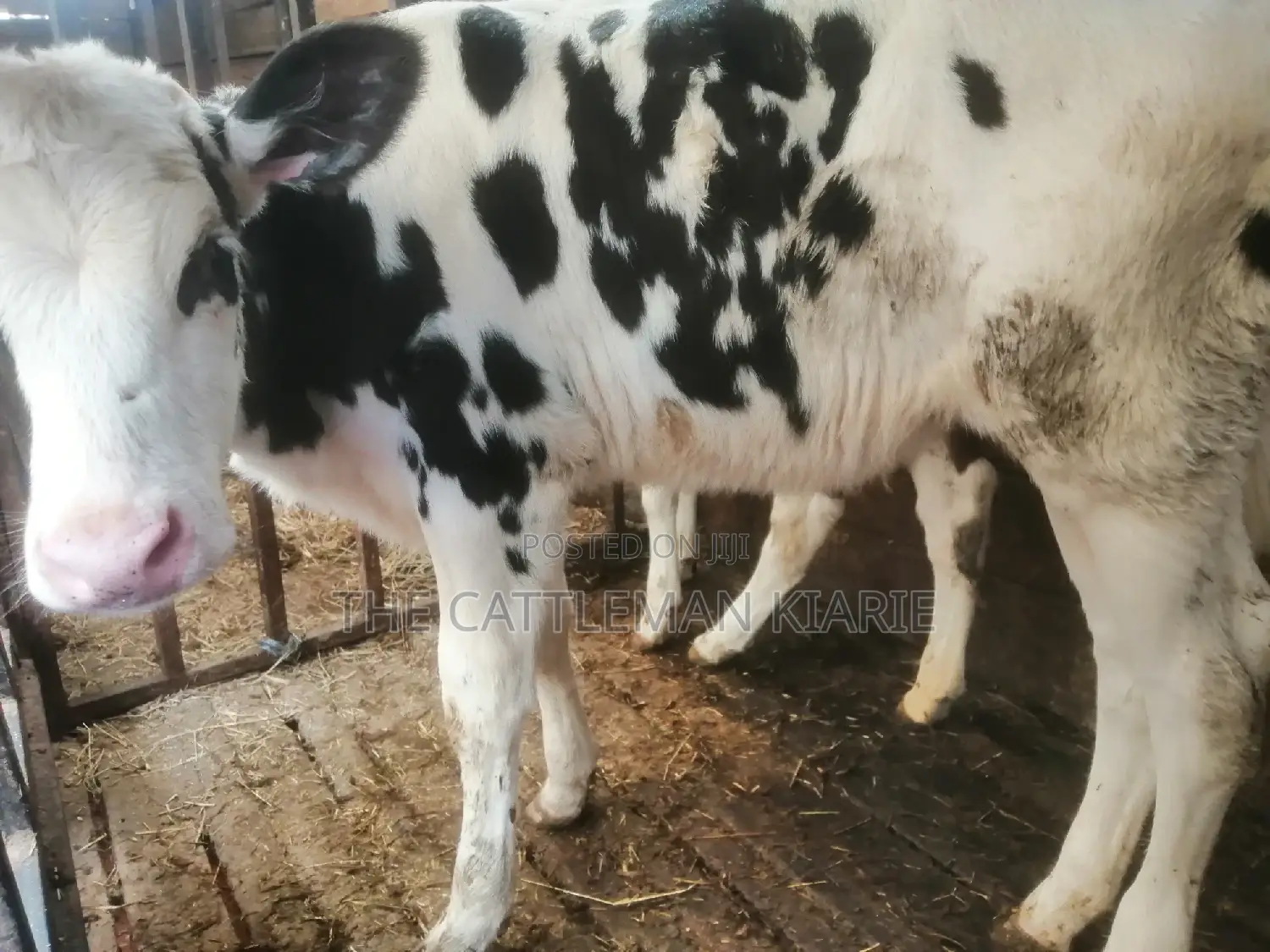 Pedigree Calf