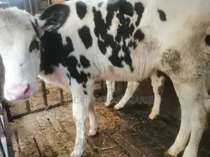 Pedigree Calf