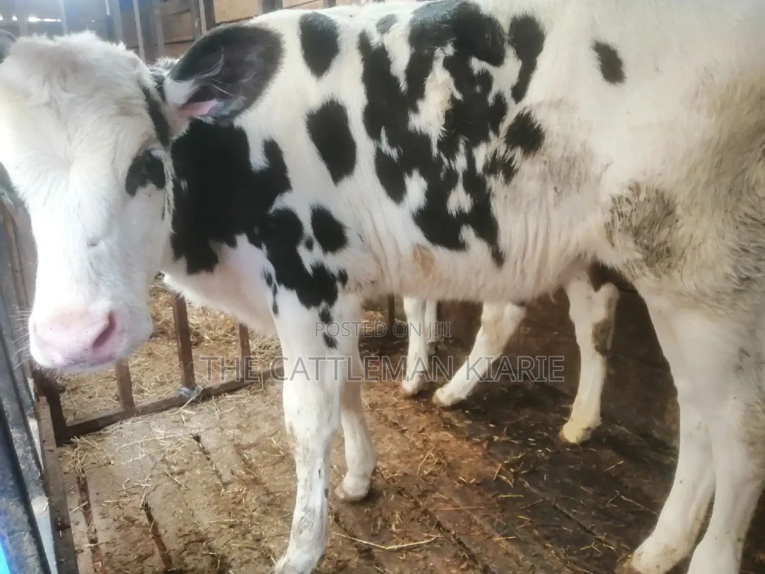 Pedigree Calf